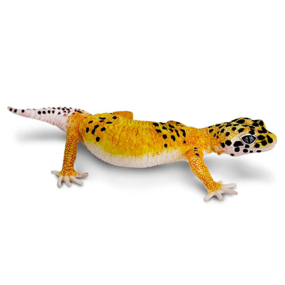 Safari Ltd Leopard Gecko Toy Figure